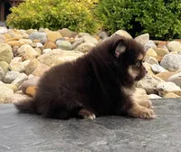 Minnie, a female Pomeranian for sale in Millersburg, OH – 6 of 7