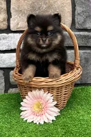 Minnie, a female Pomeranian for sale in Millersburg, OH – 5 of 7