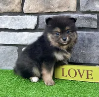 Finn (Black Tan), a male Pomeranian for sale in Millersburg, OH – 3 of 7