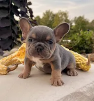 Tubby, a male French Bulldog for sale in Millersburg, OH – 2 of 4