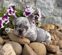 Holly, a female French Bulldog for sale in Millersburg, OH – 2 of 3