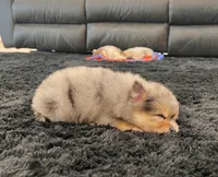 processed/3ea2b590-90e8-41c8-a77f-86b36bf4f2c3/listing/c927a38a-2ffd-46a9-ad60-ad8930897af0/3a085a50-0fe7-41af-bc12-7da079c1c9a2