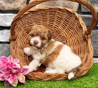 Lexy, a female Havanese for sale in Millersburg, OH – 5 of 7