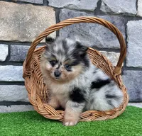 Flash (Black Merle), a male Pomeranian for sale in Millersburg, OH – 5 of 8