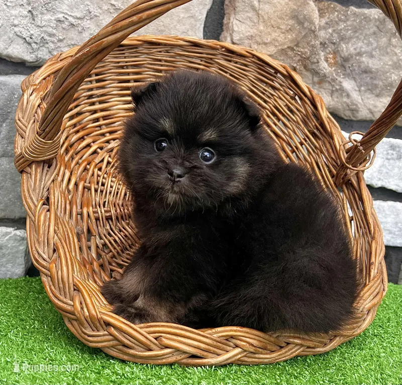 Peanut – Pomeranian puppy for sale in Millersburg, OH