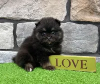 Peanut, a male Pomeranian for sale in Millersburg, OH – Photo 5 of 5