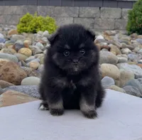 Peanut, a male Pomeranian for sale in Millersburg, OH – Photo 2 of 5