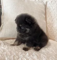 Peanut, a male Pomeranian for sale in Millersburg, OH – Photo 4 of 5