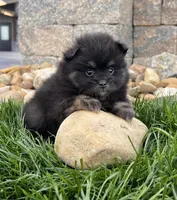 Peanut, a male Pomeranian for sale in Millersburg, OH – Photo 3 of 5