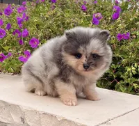 Mario, a male Pomeranian for sale in Millersburg, OH – 2 of 8