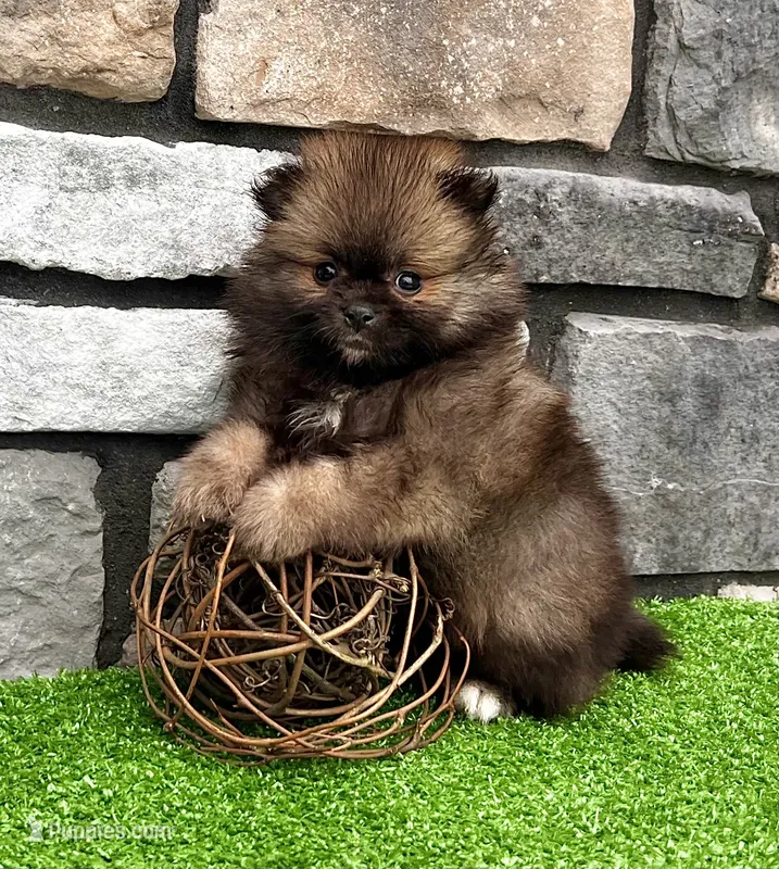 Buddy – Pomeranian puppy for sale in Millersburg, OH