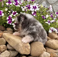Mario, a male Pomeranian for sale in Millersburg, OH – 4 of 8