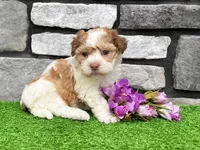 Lassie, a female Havanese for sale in Millersburg, OH – 3 of 5