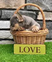 Turbo, a male French Bulldog for sale in Millersburg, OH – 5 of 5