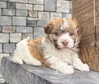 Logan, a male Havanese for sale in Millersburg, OH – 7 of 9