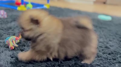 Buddy, a male Pomeranian for sale in Millersburg, OH – 7 of 7