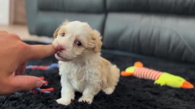 Rayne, a female Havanese for sale in Millersburg, OH – 6 of 6