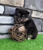 Finn (Black Tan), a male Pomeranian for sale in Millersburg, OH – 4 of 7