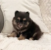 Minnie, a female Pomeranian for sale in Millersburg, OH – 3 of 7