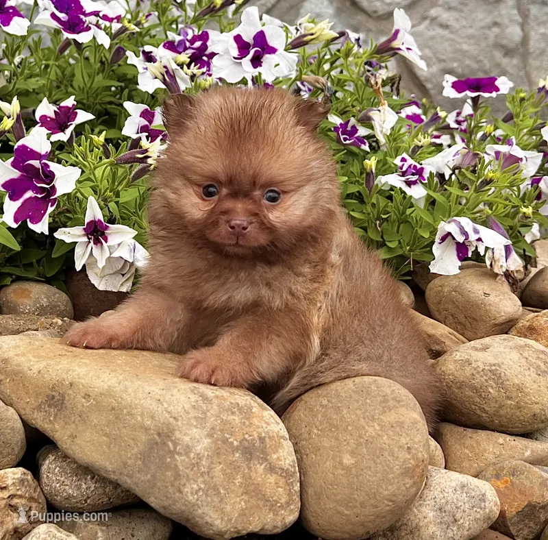 Benny – Pomeranian puppy for sale in Millersburg, OH