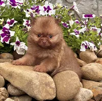 Benny, a male Pomeranian for sale in Millersburg, OH – 1 of 6