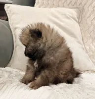 Buddy, a male Pomeranian for sale in Millersburg, OH – 3 of 7