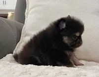 Shadow (Teacup), a male Pomeranian for sale in Millersburg, OH – 3 of 8