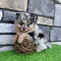 Flash (Black Merle), a male Pomeranian for sale in Millersburg, OH – 6 of 8