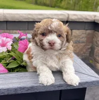 Logan, a male Havanese for sale in Millersburg, OH – 3 of 9