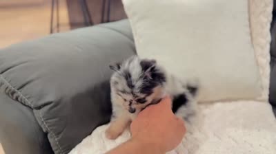 Flash (Black Merle), a male Pomeranian for sale in Millersburg, OH – 8 of 8