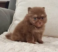 Smurf (Teacup), a male Pomeranian for sale in Millersburg, OH – 3 of 6