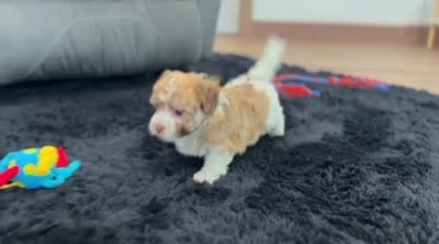 Logan, a male Havanese for sale in Millersburg, OH – 9 of 9