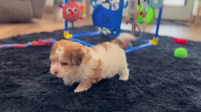 Lassie, a female Havanese for sale in Millersburg, OH – 2 of 5