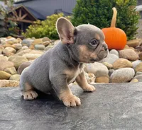 Turbo, a male French Bulldog for sale in Millersburg, OH – 3 of 5