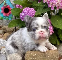 Hulk, a male French Bulldog for sale in Millersburg, OH – 5 of 6