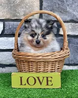 Flash (Black Merle), a male Pomeranian for sale in Millersburg, OH – 4 of 8