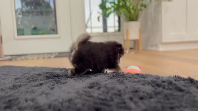 Finn (Black Tan), a male Pomeranian for sale in Millersburg, OH – 7 of 7