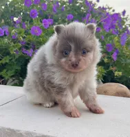 Winston Lavender Merle , a male Pomeranian for sale in Millersburg, OH – 2 of 7