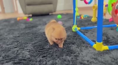 Benny, a male Pomeranian for sale in Millersburg, OH – 6 of 6