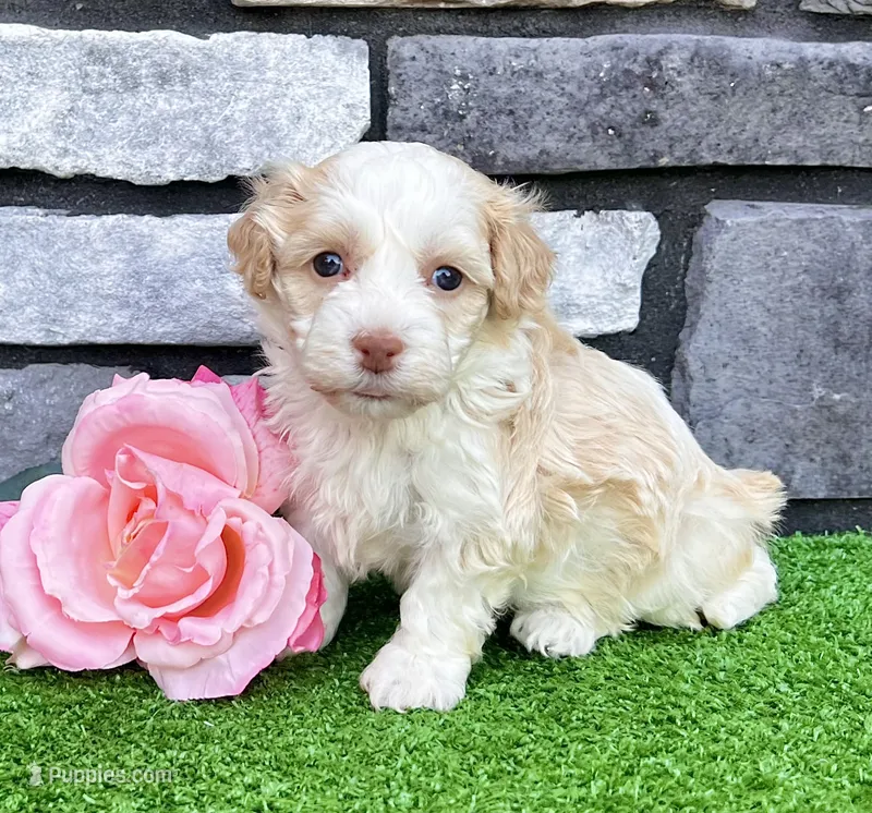 Rayne – Havanese puppy for sale in Millersburg, OH