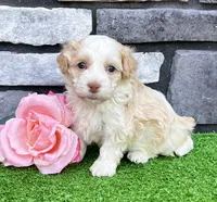 Rayne, a female Havanese for sale in Millersburg, OH – 1 of 6