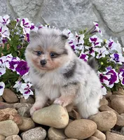 Frosty (True Blue Merle), a male Pomeranian for sale in Millersburg, OH – 6 of 7