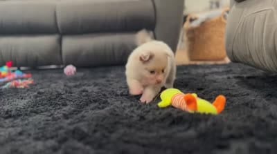 Sugar Lavender Merle, a female Pomeranian for sale in Millersburg, OH – 5 of 5