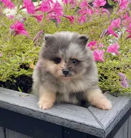 Mario, a male Pomeranian for sale in Millersburg, OH – 3 of 8