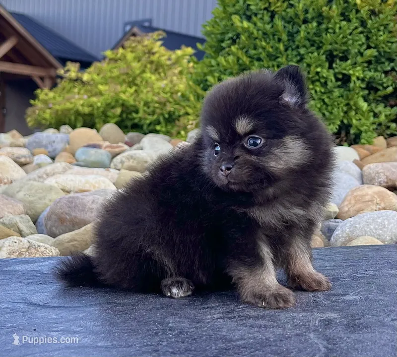 Shadow (Teacup) – Pomeranian puppy for sale in Millersburg, OH
