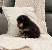 Mickey, a male Pomeranian for sale in Millersburg, OH – 2 of 9