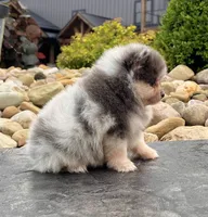 Mario, a male Pomeranian for sale in Millersburg, OH – 6 of 8