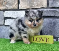 Flash (Black Merle), a male Pomeranian for sale in Millersburg, OH – 7 of 8