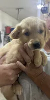 Nemo, a female Golden Retriever for sale in Glenwood City, WI – 2 of 2