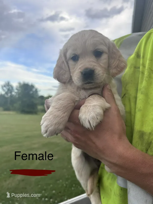 Maroon – Golden Retriever puppy for sale in Glenwood City, WI
